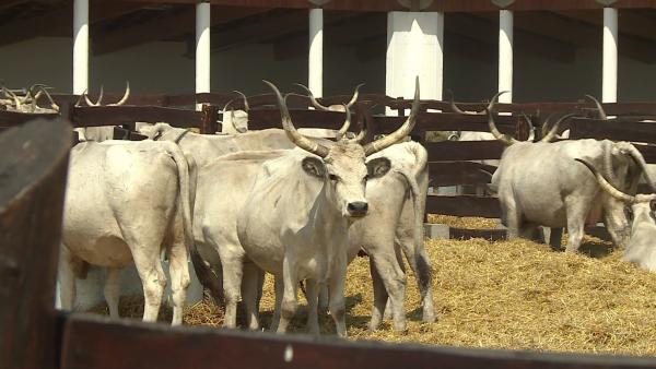 Fotó: Ujházi György