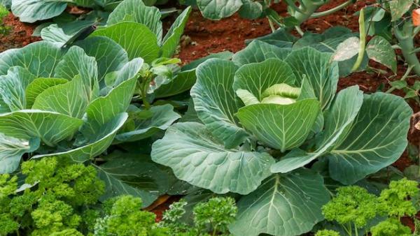 Fotó: agrágszektor