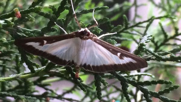 Fotó: Munkácsy Mihály Múzeum