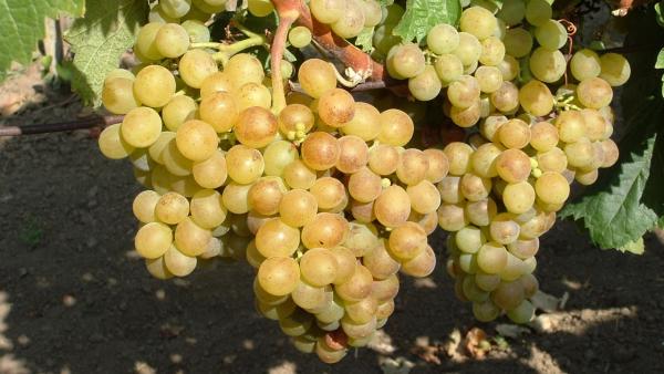 Fotó: csemegeszolo.hu