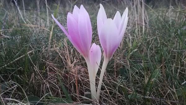 Az Alföld is virágzik az őszi kikerics. 
Fotó forrás: kmnp.nemzetipark.gov. hu /Forgách Balázs