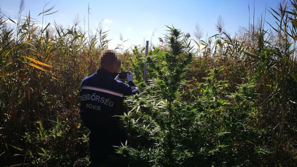A rendőrök a nádasban találtak rá a 11 tő kenderre. Forrás: police.hu