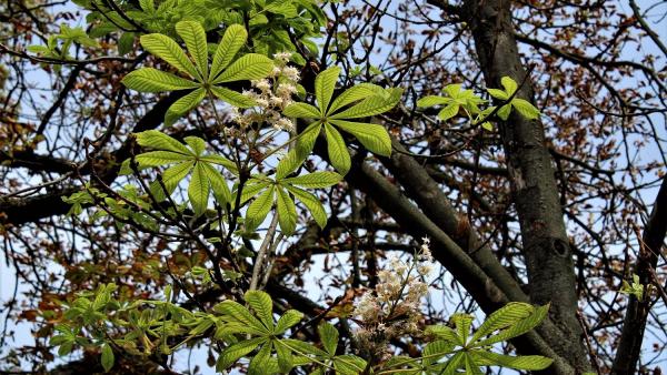 Ősz van és virágzik a gesztenyefa az Élővíz-csatorna mellett (fotó: Kliment Pál)