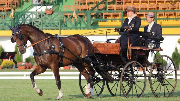 A képen Fortino és hajtója. Fotó: Mezőhegyesi Ménesbirtok és Tangazdaság