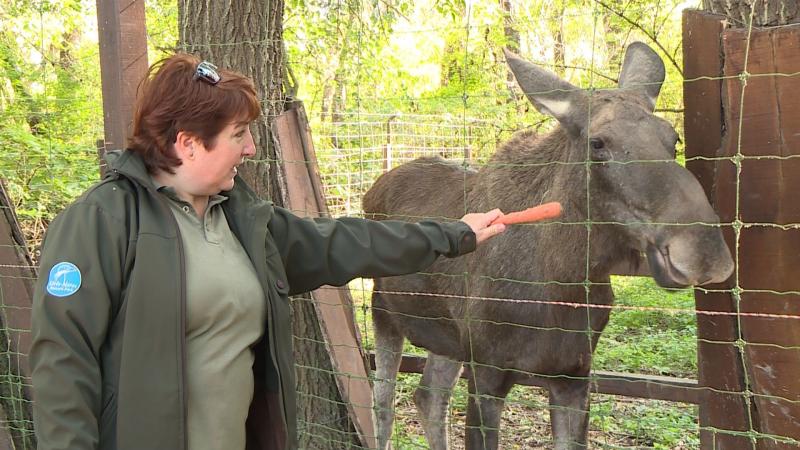Látványetetésekkel ünnepelte az állatok világnapját a Körösvölgyi Látogatóközpont és Állatpark. Fotó: Kovács Dénes