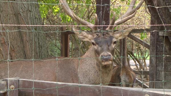 illusztráció: behir.hu/ Kovács Dénes