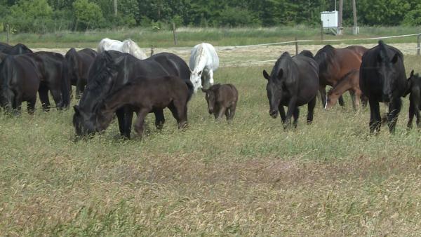 A kép illusztráció. (Fotó: BMC)