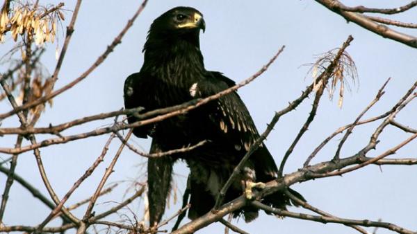 Fekete sas. Fotó: Kalotás Zsolt/kmnp.hu