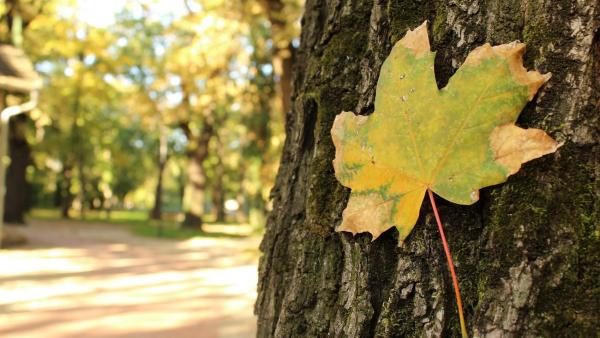 Illusztráció: behir.hu