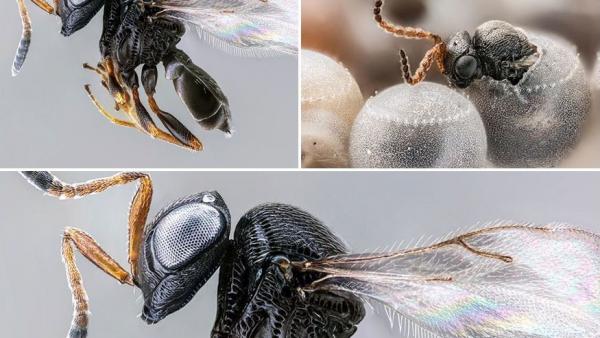 Szamurájdarázs. Fotó: sciencemag.org
