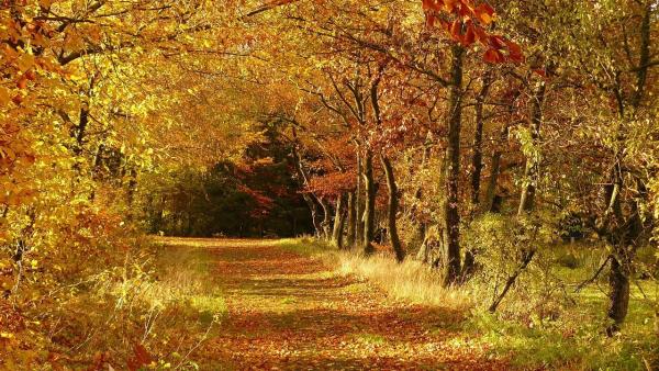 Illusztráció: pixabay.com