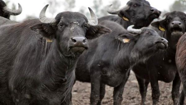 Fotó: Körös-Maros Nemzeti Park/ Komlós Attila