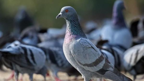 Illusztráció: sokszinuvidek.24.hu