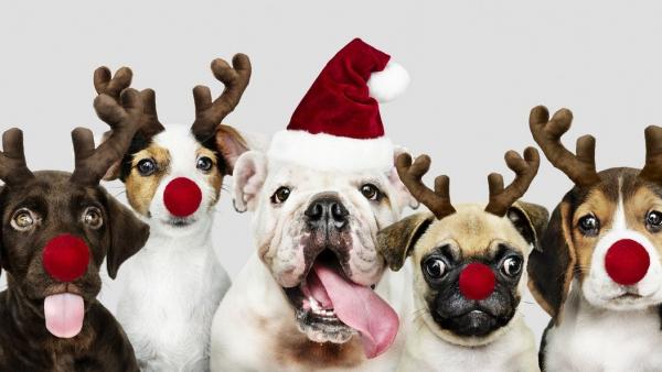 Ilusztráció. Forrás: pexels