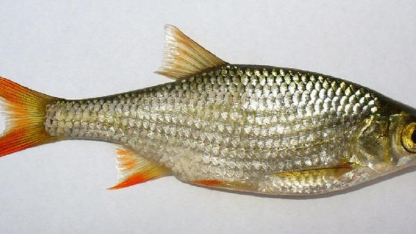 Vörösszárnyú keszeg kifogott példány Forrás: Wikipedia.org Készítette: George Chernilevsky 