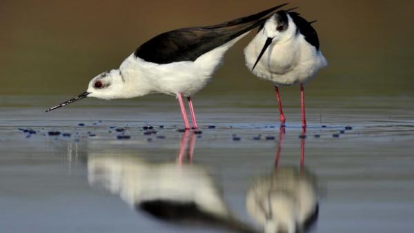 MTI Fotó/Kovács Attila