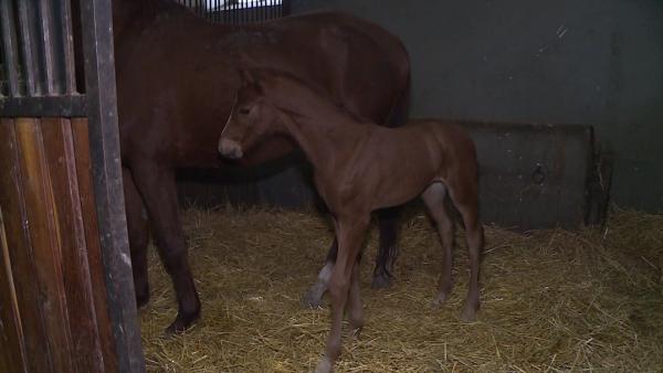 Gidrán csikók születtek az elmúlt napokban, Mezőhegyesen. Fotó: Kovács Dénes
