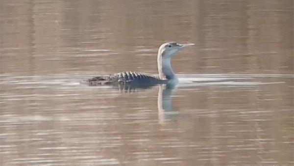 Kép forrás: Körös-Maros Nemzeti Park
