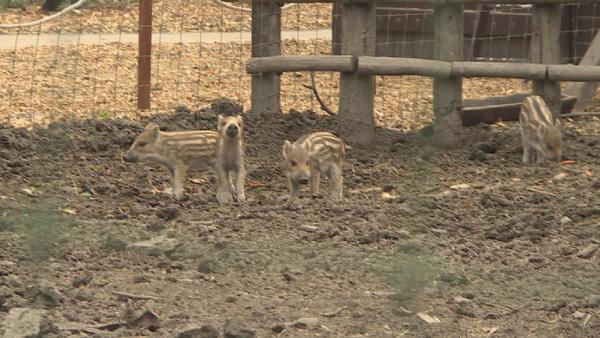 Fotó: Kugyelka Attila  