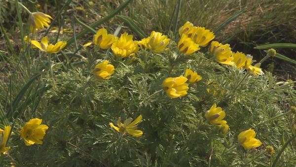 Csorvás külterületén található a volgamenti hérics magyarországi állományának 95 százaléka. Fotó: Fazekas Róbert
