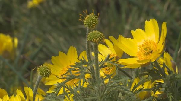 Csorvás külterületén található a volgamenti hérics magyarországi állományának 95 százaléka. Fotó: Fazekas Róbert