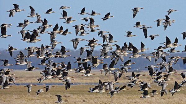 Még a napokban is lehet nagy lilikeket látni a kardoskúti Fehér-tó környékén. Fotó: kmnp.hu / Marik Pál
