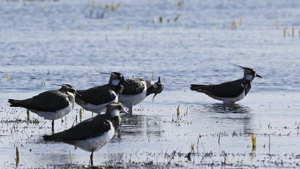 Fotó: Körös-Maros Nemzeti Park/Marik Pál