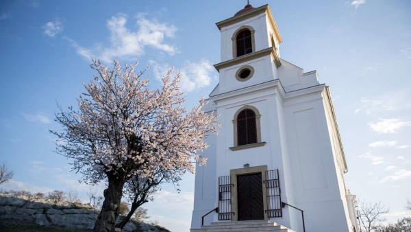 A 2019-es év európai fájának megválasztott pécsi havihegyi mandulafa 2019. március 20-án.
MTI/Sóki Tamás