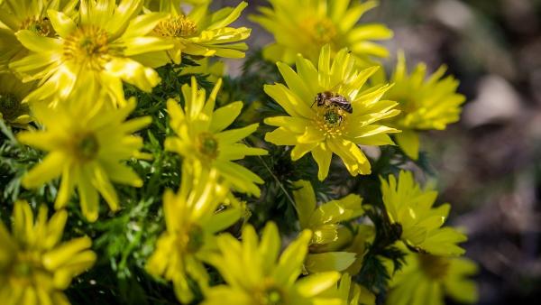 Egy méh virágport gyűjt a virágzó erdélyi héricsen, Csorvás határában,  március 17-én (MTI/Rosta Tibor)