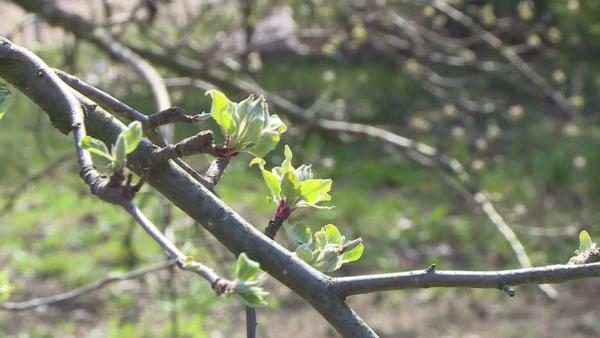 A tartós fagyok hiányában átteleltek a gyümölcsfák kártevői, amelyek hatalmas pusztítást okozhatnak a szakemberek szerint. Fotó: Kovács Dénes