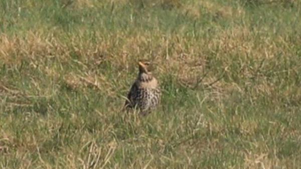 Örvös rigót láttak a  Csanádi pusztákon. Fotó forrás: kmnp.hu / Balogh Gábor