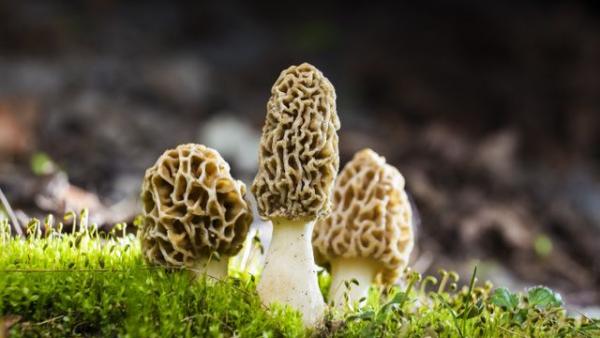 Képünk illusztráció