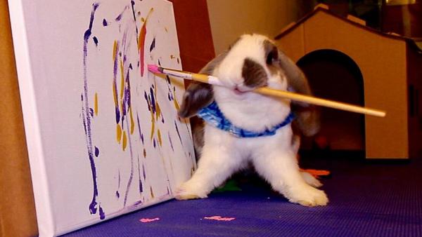 Bini, a sok mindenben tehetséges nyúl. FORRÁS: BINI THE BUNNY FACEBOOK