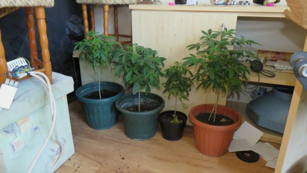 Gyulán, egy lakásban termesztett vadkendert egy férfi. Fotó: police.hu