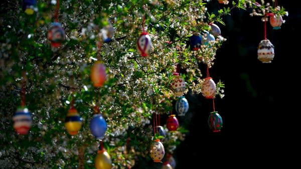 Húsvéti festett tojásokkal díszített fa a Debrecen-Nagymacsi közösségi ház udvarán 2019. április 16-án.
MTI/Czeglédi Zsolt