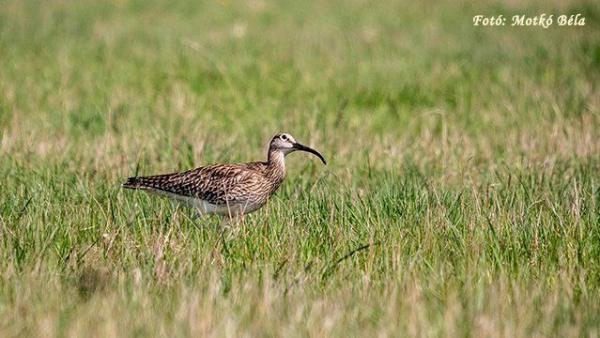 (Fotó: Motkó Béla)