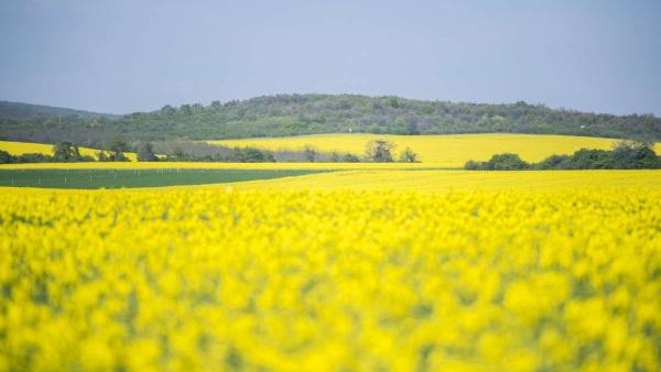 Illusztráció. /Virágzó repce a Baranya megyei Pécsvárad közelében 2019. április 15-én.MTI/Sóki Tamás