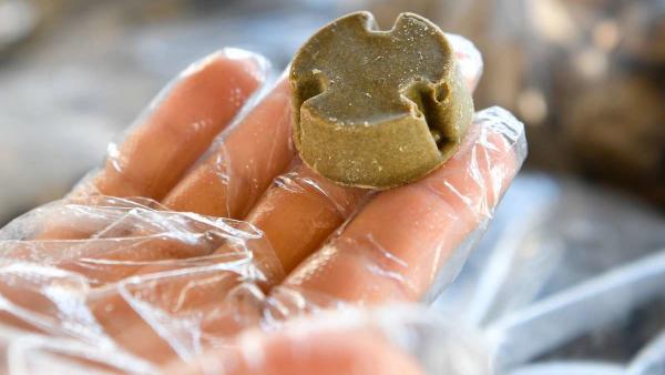 Rókák veszettség elleni, vakcina tartalmú csalétkét mutatja egy munkatárs a hajdúszoboszlói repülõtéren 2019. április 2-án. Idén tavasszal 9 megyében, közel 42 ezer négyzetkilométernyi területen végzi a rókák tavaszi veszettség elleni vakcinázását a Nemze