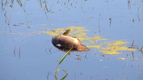 A kép illusztráció – Fotó: Tószögi György