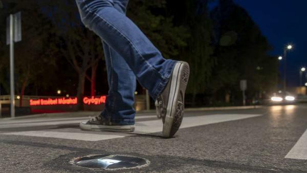 Okoszebra Mórahalmon - Fotó: MTI