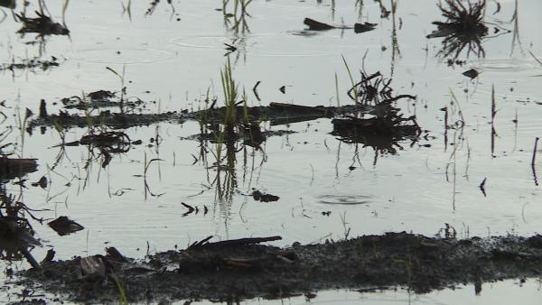 Illusztráció Fotó: Ujházi György