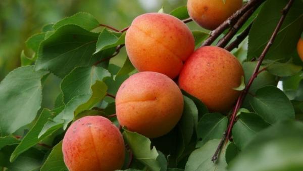 Illusztráció. Fotó: ankert.hu