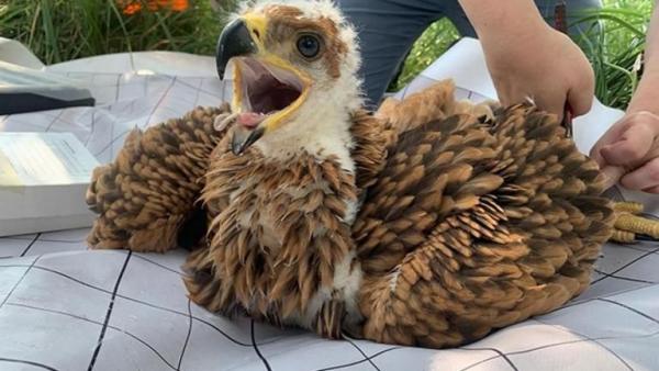 Fotó: Körös-Maros Nemzeti Park, Szegedi Fruzsina