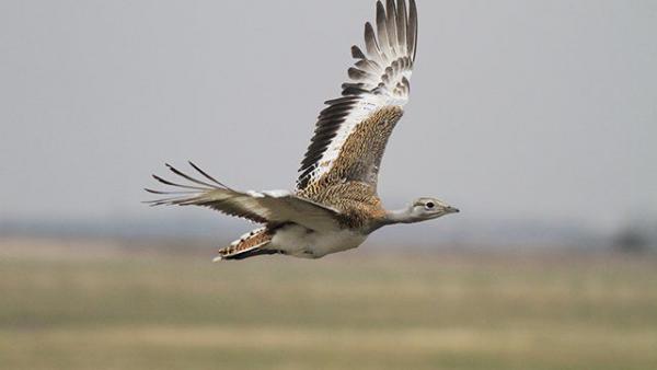 Illusztráció: Szél Antal István