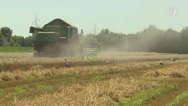 A fehér gólyák az aratáson is megjelennek Fotó: Kugyelka Attila