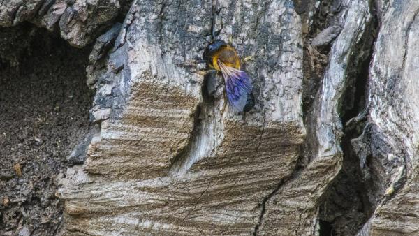 Ritkán látott vendég Fotó: Boldog Gusztáv