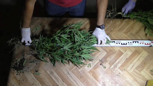 Vadkenderültetvényeket számolt fel a rendőrség Békés megyében (Fotó: police.hu)