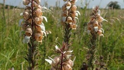 Fotó: KMNP/Sallainé Kapocsi Judit