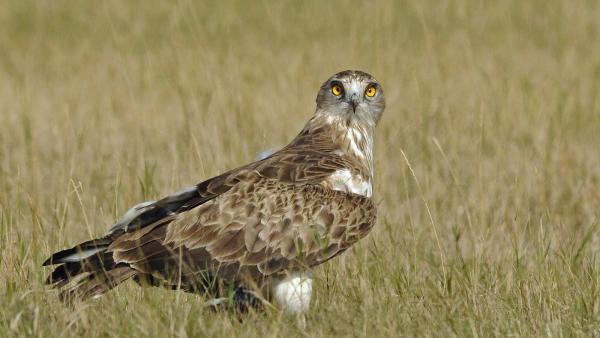 Szokatlanul korán jelent meg az első átnyaraló kígyászölyv a Kígyósi-pusztán.
Fotó forrás: kmnp.hu / Marik Pál