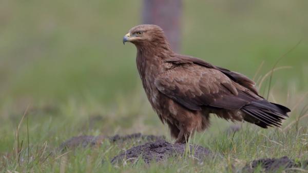 Békászó sas (fotó: europamadarai.hu)